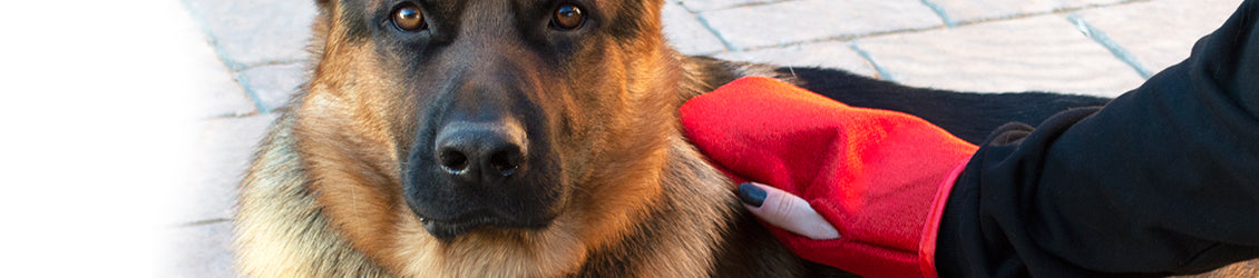 Pet Care